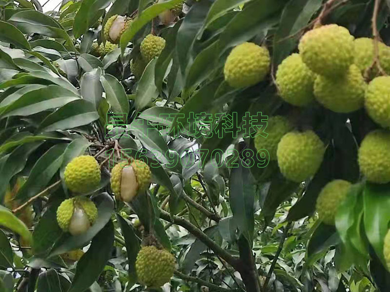 广东果农使用与没使用晶午环境科技公司工艺设计的木醋液制备的叶面肥的荔枝情况对比